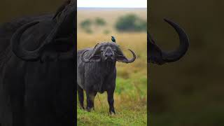 Wilderness Frolics Its Fun Time In The Wild Naturescope