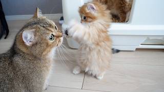 Here's what happened to the kitten that gave its mom a cat punch...