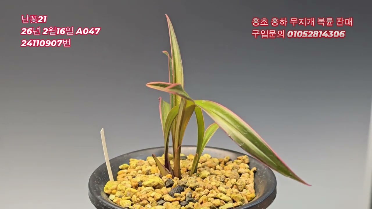 (판매 완료)홍초 홍하 무지개 복륜 판매 중