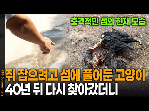 "What the heck is going on?" A cat released on an island to catch mice, only to return 40 years l...
