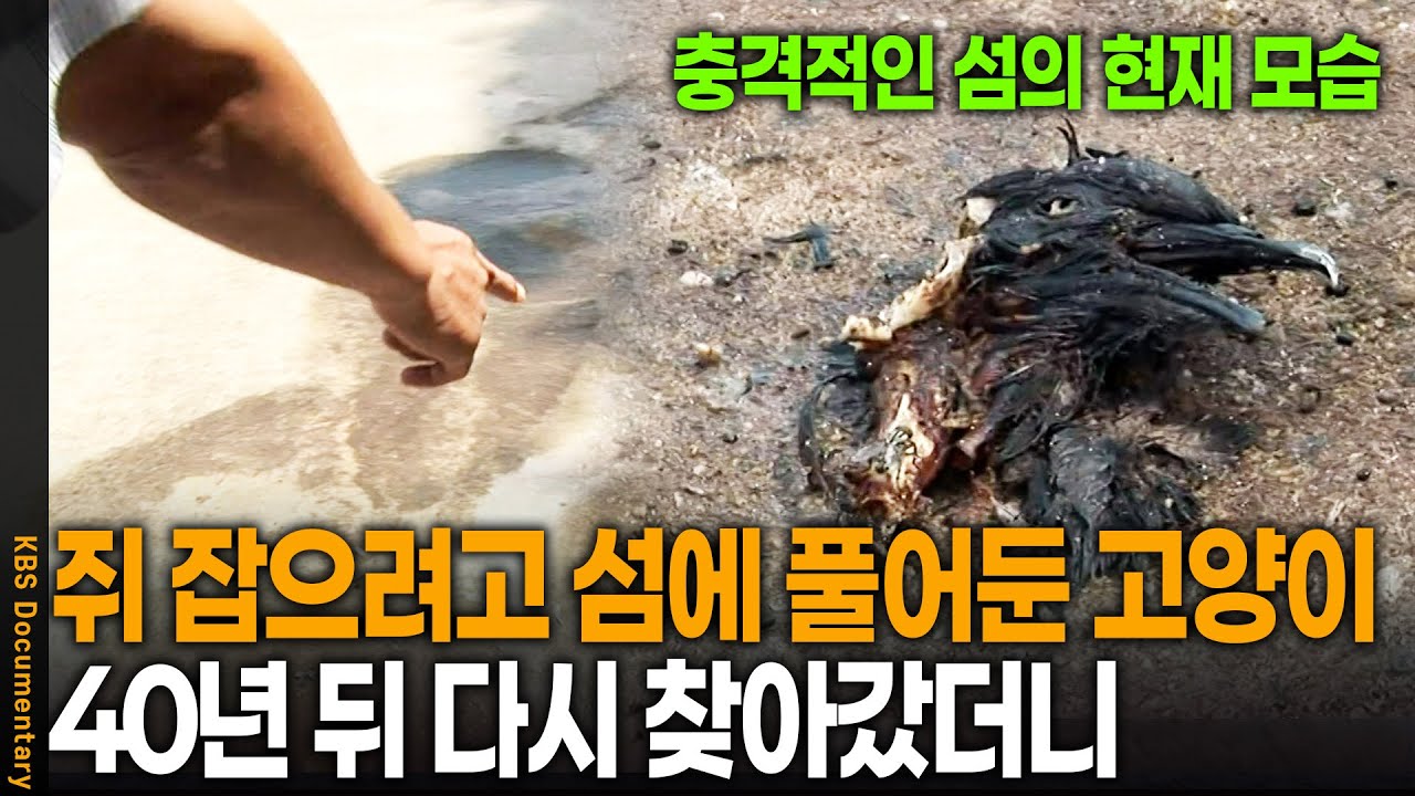 "이..이게 도대체 무슨 일이야" 쥐 잡으려고 섬에 풀어둔 고양이, 40년 뒤 다시 찾아갔더니 | KBS 20081210 방송