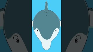 Swimming With Dolphins