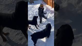 Rottweilers Protecting In 3Ft Of Snow