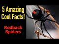 5 Fascinating Facts About The Redback Spider