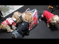 着物を着て正月を満喫する犬達(初詣〜福袋まで)アメリカンコッカースパニエル