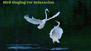 Relaksasi suara kicau burung | Soothing Bird Sounds for Ultimate Relaxation #flyxo