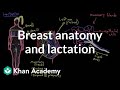 Understanding Lactation and Breast Anatomy