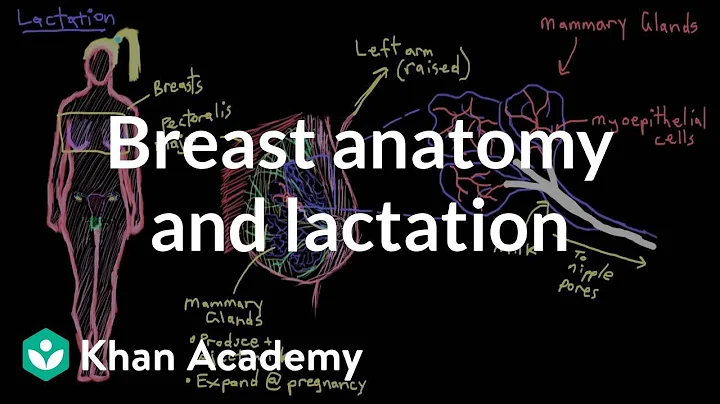 Breast anatomy and lactation | Reproductive system physiology | NCLEX-RN | Khan Academy - DayDayNews