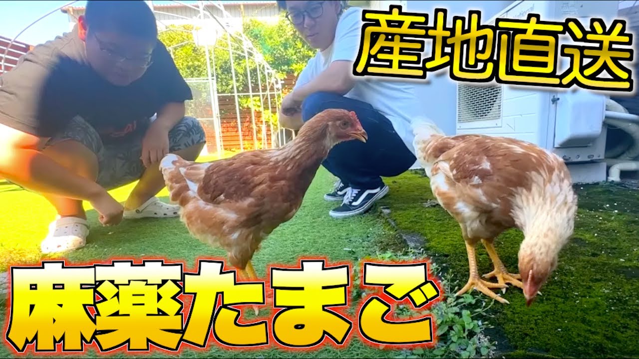 自宅で飼ってる鶏の卵で麻薬たまご作ってみたら・・・！？