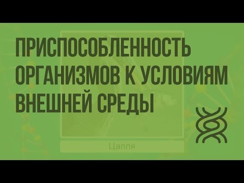 Видео: Рыба данио: инструмент позвоночных для изучения биогенеза, структуры и функции базального тела