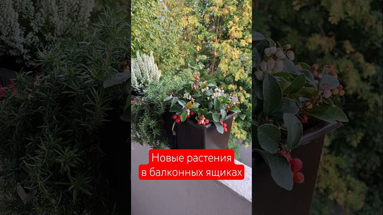 ГОЛТЕРИЯ И ВЕРЕСК 