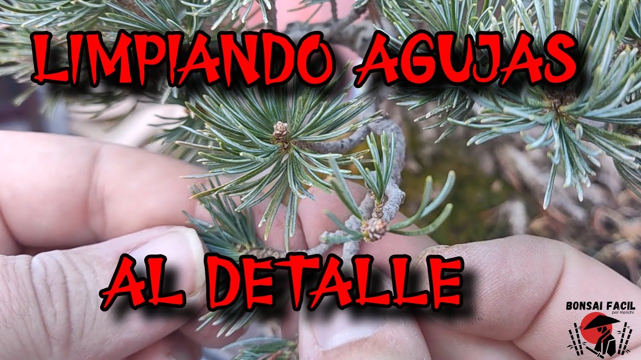 Que aciculas quitar en Bonsai de pino?