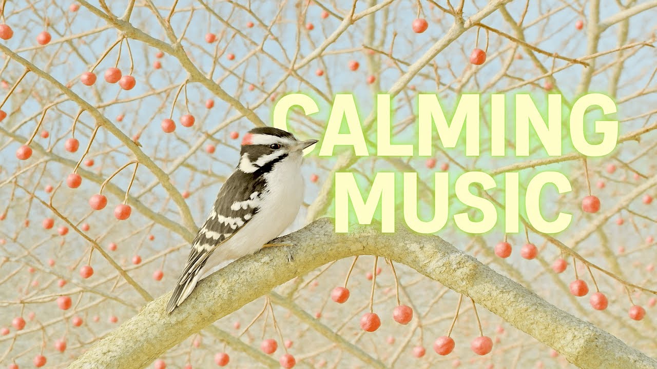 Relaxing Beautiful Music with Downy Woodpecker Videos for Focus Studying and a Calming Classroom