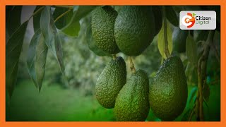 Smart Farm | Farmers gear up for avocado season screenshot 2