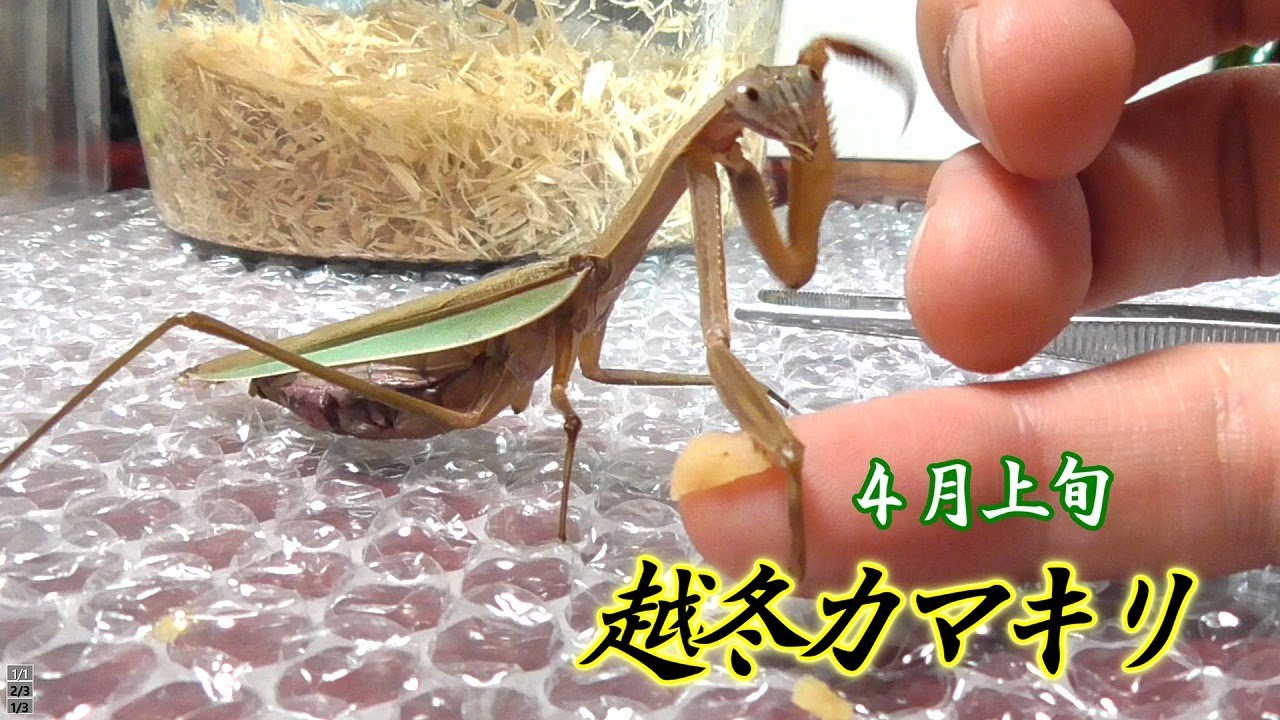 ４月上旬 カマキリ 完全に越冬してしまった Youtube