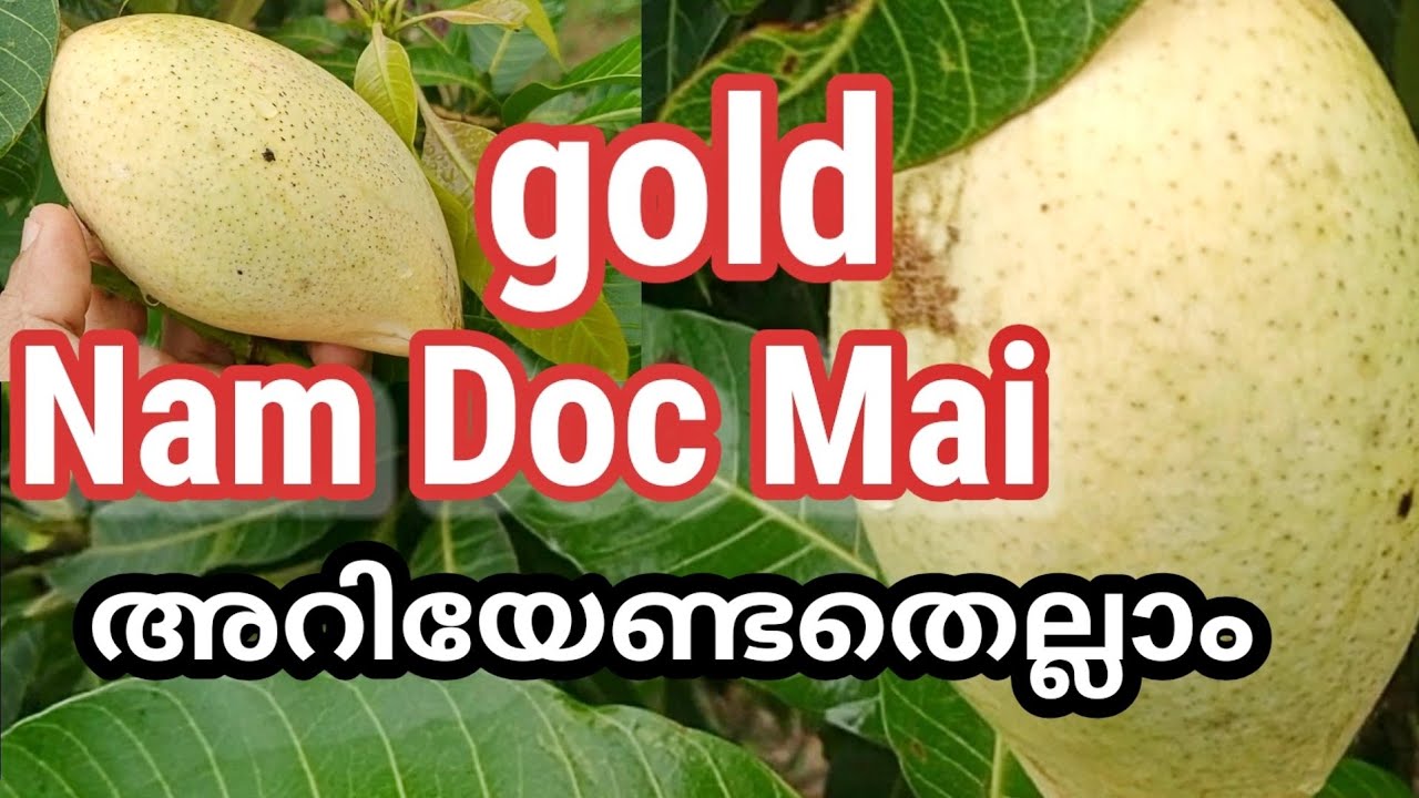 വീട്ടിൽ വയ്ക്കണോ നാം ഡോക് മായ് ഗോൾഡ്..ഈ കാര്യങ്ങൾ അറിയാതെ പോകരുത്.