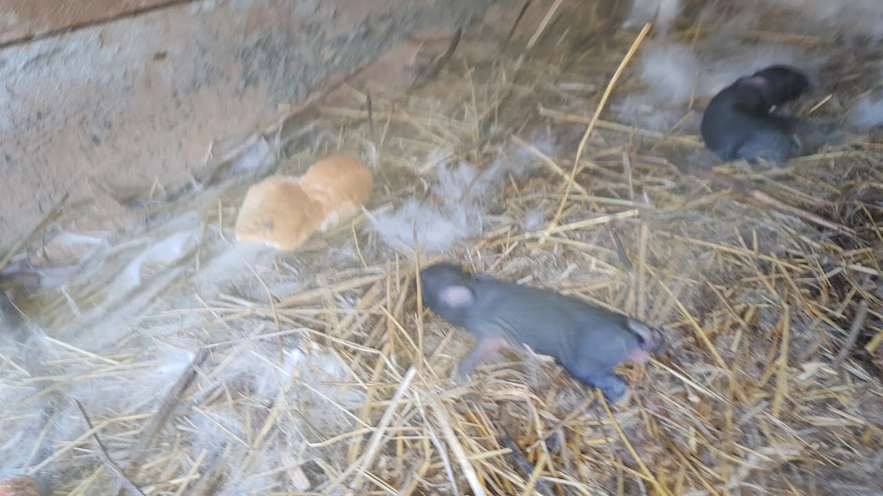 Fatare iepuroaca FGB Ep. 361