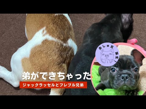 【子犬お迎え】赤ちゃんフレンチブルドッグとジャックラッセルテリアの初対面 - 喜びと興奮の出会い　#あしゅらごん