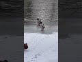 Fighting ducks #cuteanimal #nature #wildlife #bird