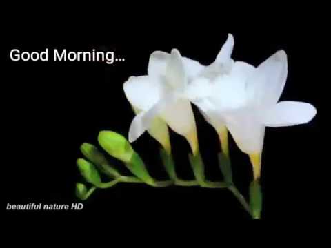 Funny Flowers Gif
