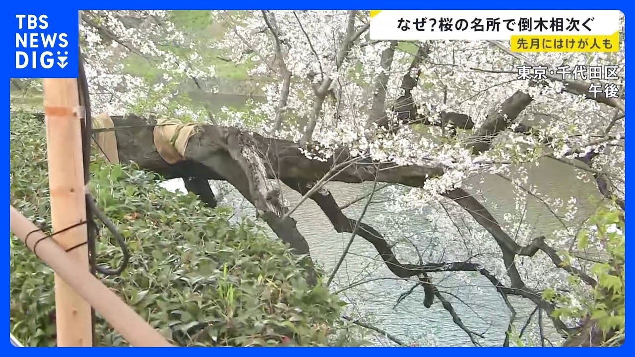 Cherry tree broken at the base Fallen tree in Chidorigafuchi