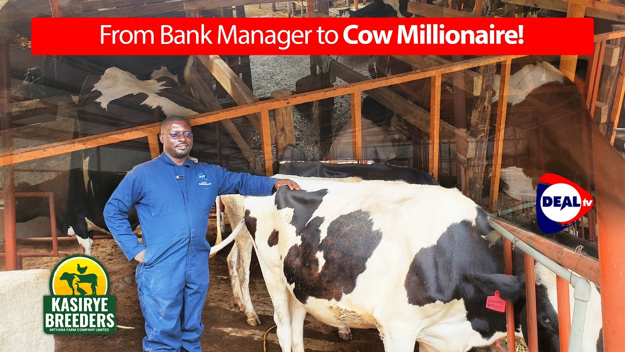 From Bank Manager to Cow Millionaire 🐄💰 | Mr. Kasirye’s Journey – Kasirye Breeders Mityana Farm