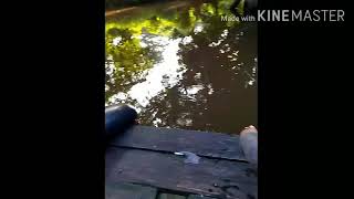 Memancing udang galah dianak sungai.