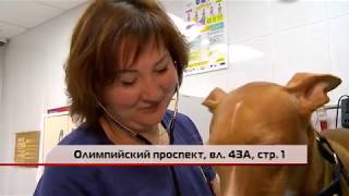 (12+) Вакцинация домашних животных (12+) Вакцинация домашних животных