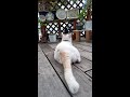 のび太クン ウッドデッキでくつろぐ 2024.6.15
