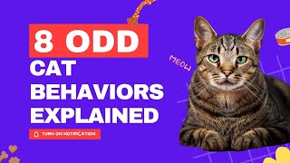 SHOCKING! 8 Odd Cat Behaviors Explained! | Why Do Cats LOVE Scratching So Much? | Cat Behaviour by All For Love 191 views 6 months ago 2 minutes, 54 seconds