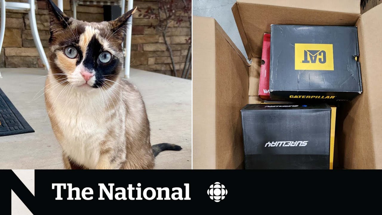 #TheMoment a cat mistakenly sent to Amazon was returned to its owners ...
