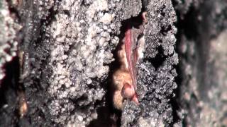 Natterer's bats in hibernation