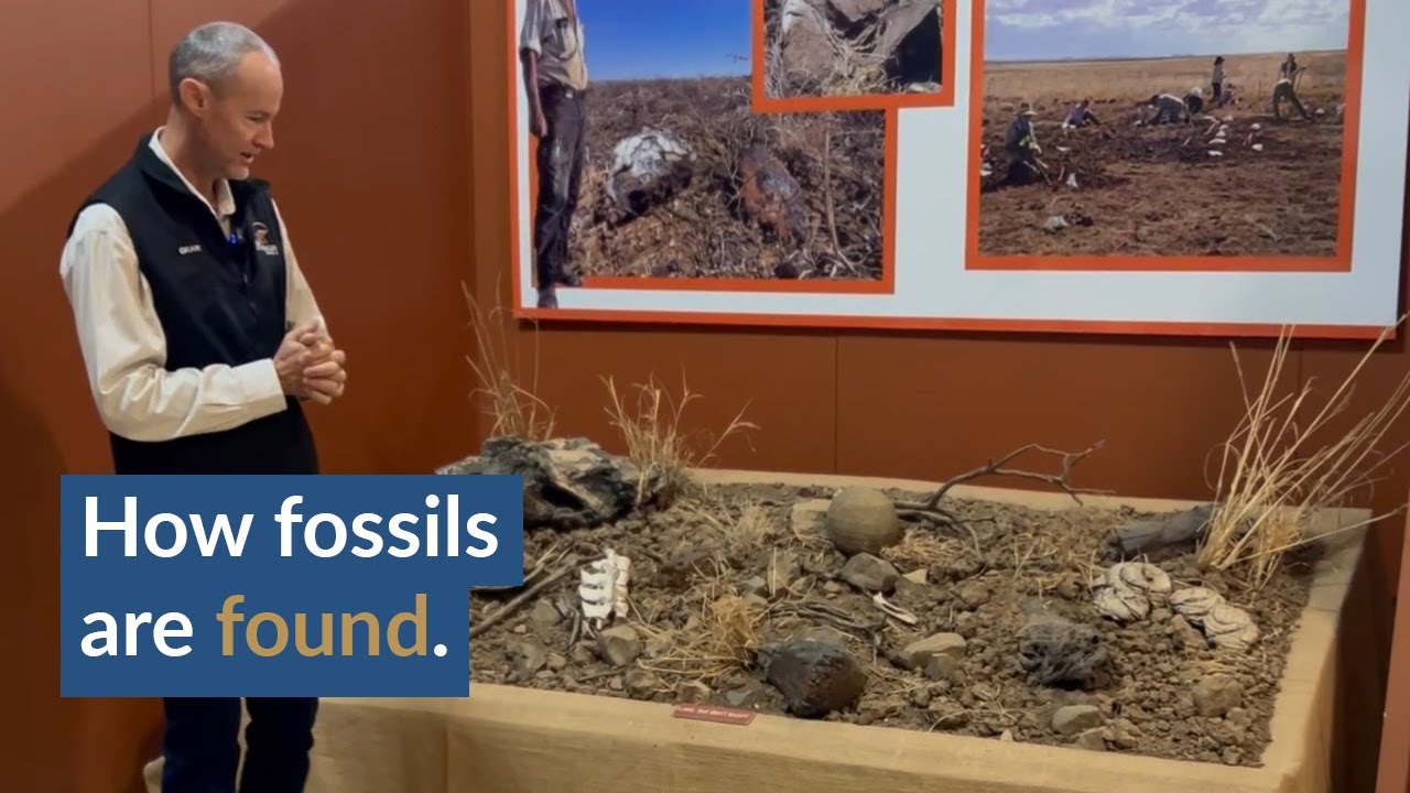 How fossils are found | Inside the Lab