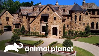 Una piscina que está a la altura de un castillo | Piscinas Soñadas | Animal Planet by Animal Planet Latinoamérica 1,051 views 2 weeks ago 4 minutes, 5 seconds