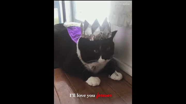 Binx & Tux adoption edit 2022