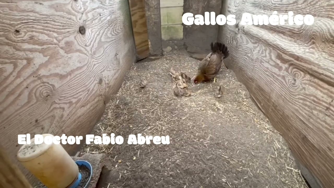 El Doctor Abreu como obtener mayor posibilidades de tener una línea con el mismo treen combativo