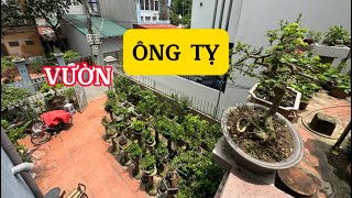 25 TRIỆU - TÁC PHẨM HOA GIẤY TÍM NGHỆ THUẬT, THĂM VƯỜN BONSAI MINI CỦA ÔNG TỴ