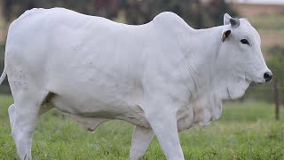 LOTE 02 - CSCK 1582