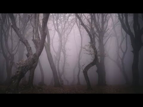 Βίντεο: Πώς να μην χαθείτε στο δάσος
