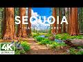 Sequoia National Park 4K – Giant Sequoias, Sierra Nevada Peaks & Majestic Forest Landscapes🌲✨