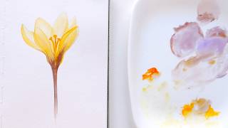 How to Paint Transparent Yellow Crocus flower in Watercolor