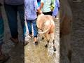 মাত্র ৬২ হাজার টাকায় সুন্দর একটা গরু। #cow #cattlemarket #funnyvideo