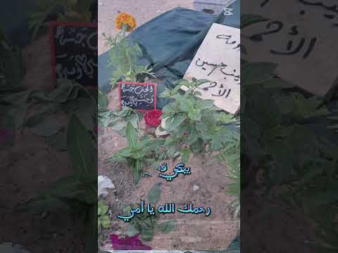 أمي يا نبض قلبى ويا جنتي