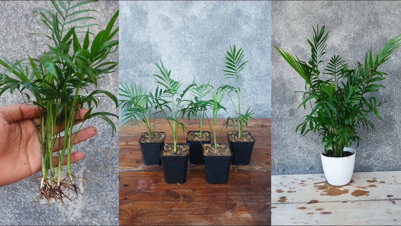 How to propagate Areca palms in simple way Areca palm care YouTube