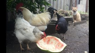 Наш кот подъедается у курей и ест вместе с ними арбуз. 😀🍉 Наш кот подъедается у курей и ест вместе с ними арбуз. 😀🍉