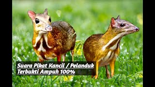 Suara Pikat Kancil/Pelanduk/Tragulus || 100% Ampuh