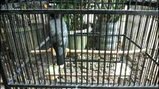 burung jalak kebo pintar siul siul cewek memangil pasangan!!
