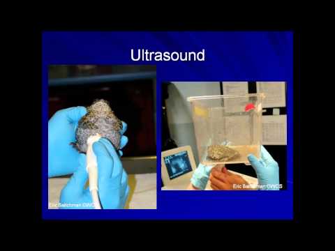 Amphibian Medicine Tutorials: Clinical Techniques