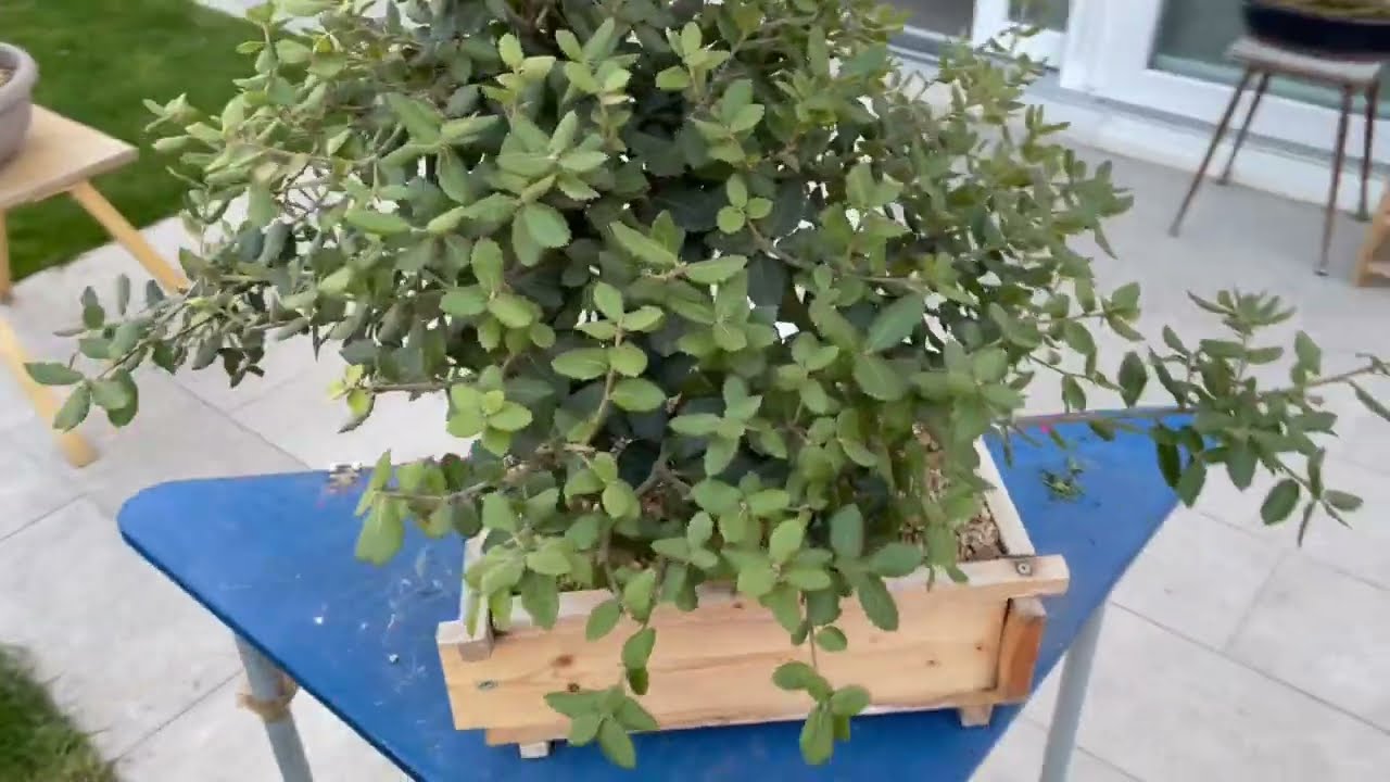 POTATURA LECCIO - Sistemo i rami del mio leccio bonsai