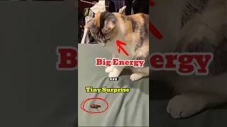 BIG ENERGY… Tiny Surprise #shorts #cat #pets